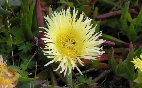 Fleur jaune pâle aux pétales fins et au cœur jaune vif, entourée de feuilles vertes et pourpres.