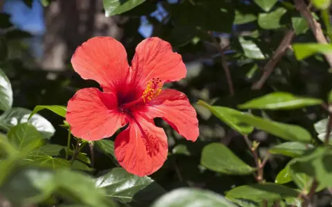 Leuchtend roter Hibiskus im Grünen. Perfekt, um den Hibiskus zu vermehren und mehr dieser Blüten zu genießen.