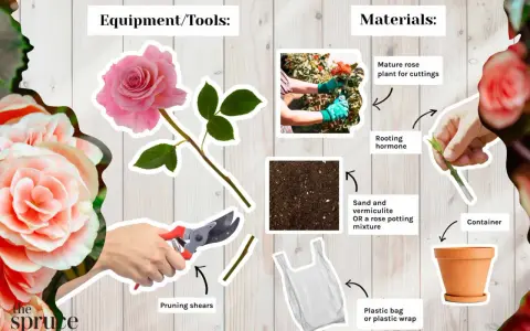 Learn how to propagate roses with this guide showing pruning shears, rooting hormone, soil, a plastic bag, and a pot.
