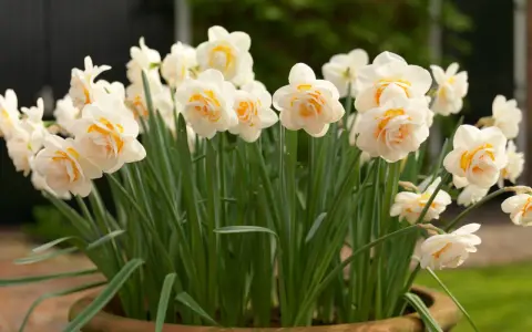 En kruka fylld med fluffiga narcissus pseudonarcissus i nyanser av vitt och gult.