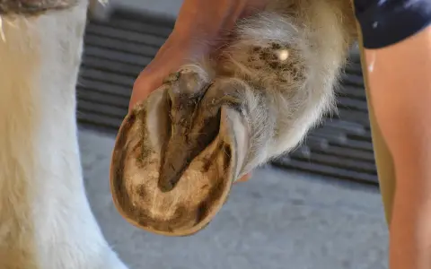 Main d'un humain tenant le sabot d'un cheval pour son entretien.
