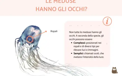 Una medusa trasparente con tentacoli lunghi. Un cerchio rosso evidenzia i ropali, dove le meduse hanno gli occhi per percepire luce e immagini.