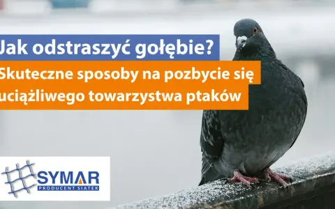 Skuteczne sposoby na odstraszenie gołębi z dachu i uniknięcie bałaganu