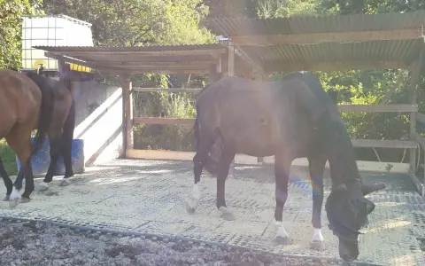 Cheval noir avec masque anti-mouches dans un paddock, un autre cheval brun à gauche.