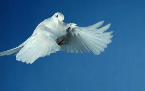 Weiße Taube fliegt vor blauem Himmel. Sie symbolisiert den Heiligen Geist und erinnert an die Bedeutung von Pfingsten.