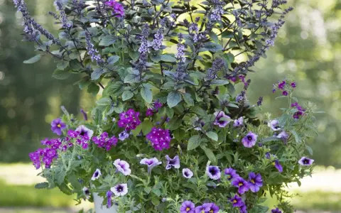 En blomsterkruka fylld med lila blommor och en basilika blomma med lila blomställningar.