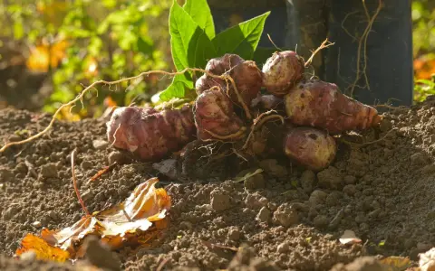 Topinambur appena raccolti, con le loro radici ancora attaccate, pronti per essere cucinati. Il momento ideale per la raccolta del topinambur è l'autunno.