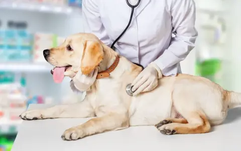 Weterynarz bada labradora, który nie sika od 24 godzin. Pies leży na stole, a lekarz osłuchuje go stetoskopem.