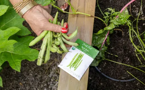 A hand holds fresh bush beans next to a seed packet. This harvest suggests bush beans do not need a trellis, unlike pole beans.