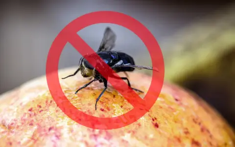 Mosca de la fruta prohibida sobre una fruta.