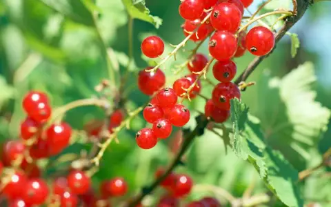 Groseilles rouges mûres sur une branche. Le moment idéal pour savoir quand tailler un groseillier est après la récolte.