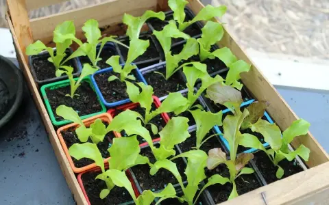 Jeunes plants de laitue dans des godets colorés, prêts à être repiqués. Le terreau pour semis est bien visible, promettant une belle croissance.