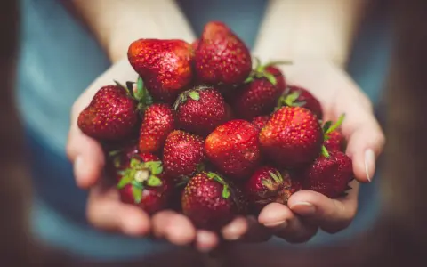 Hände halten eine Fülle saftiger Erdbeeren. Sind Erdbeeren gut zum Abnehmen? Ja, sie sind kalorienarm und voller Vitamine!
