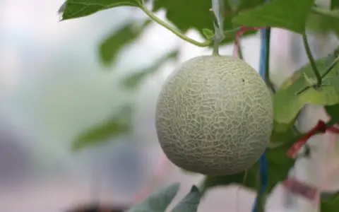 Un melon vert, encore jeune, pend à sa tige. Son origine est une culture soignée, promettant une saveur exquise.