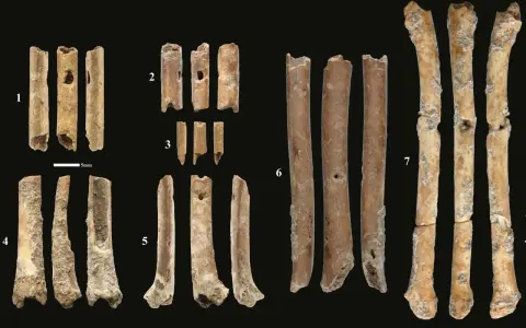 Fragmenty kości, które mogą być instrumentami prehistorycznymi, z widocznymi otworami i śladami obróbki.
