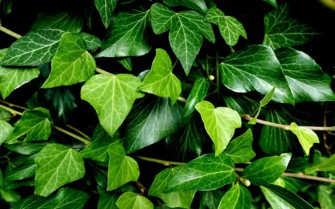 Un groviglio di foglie di edera in casa, con sfumature di verde intenso e venature evidenti.