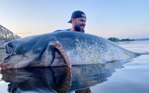 Szczęśliwy wędkarz z gigantycznym sumem w Odrze. Ryba jest ogromna, a jej odbicie w wodzie robi wrażenie.