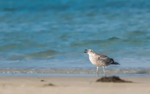 Młoda mewa stoi na brzegu plaży, wpatrując się w fale Bałtyku.