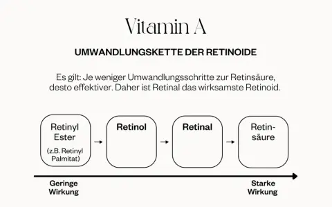 Umwandlungskette von Vitamin A: Retinyl Palmitat (geringe Wirkung) wandelt sich in Retinol, dann Retinal und schließlich Retinsäure (starke Wirkung) um.