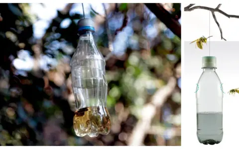 Trampas caseras para avispas con vinagre, hechas con botellas de plástico, cuelgan de ramas.