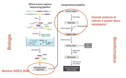 La pipeline di sequenziamento dell'esoma, con esoma cos'è, mostra i passaggi biologici e bioinformatici per analizzare il DNA.
