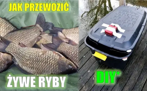 Jak przewieźć ryby samochodem bez stresu i w bezpieczny sposób
