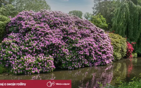 Majestatyczny rododendron w pełnym rozkwicie, kiedy kwitną rododendrony, tworzy fioletową falę nad wodą.