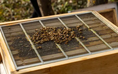 A cluster of bees swarming on a metal grate atop a wooden beehive.