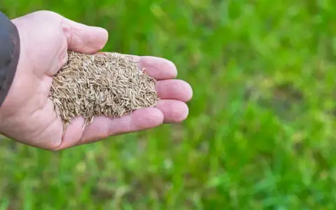 Dłoń trzyma nasiona do dosiewania trawy. Wkrótce będzie zielono!