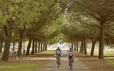 Due ciclisti pedalano su una ciclabile a Ravenna, immersi in un viale alberato di pini marittimi.