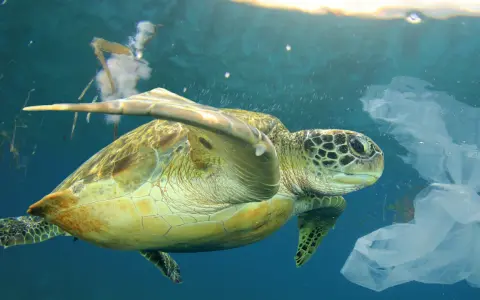 Tartaruga marina nuota tra sacchetti di plastica, simbolo del l'inquinamento marino.