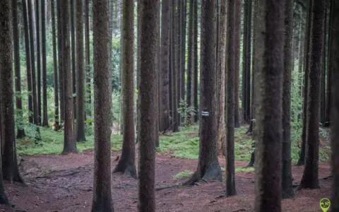 Gęsty las iglasty, ścieżka wśród drzew. Widać zielony szlak turystyczny, który prowadzi przez ten las. Trójgarb ile się wchodzi, to właśnie tutaj.