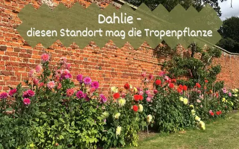 Bunte Dahlien blühen vor einer Ziegelmauer. Dieser Standort mag die Tropenpflanze, die sich hier prächtig entwickelt.