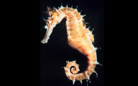 Un elegante caballito de mar, con su cola en espiral, nada en la oscuridad.