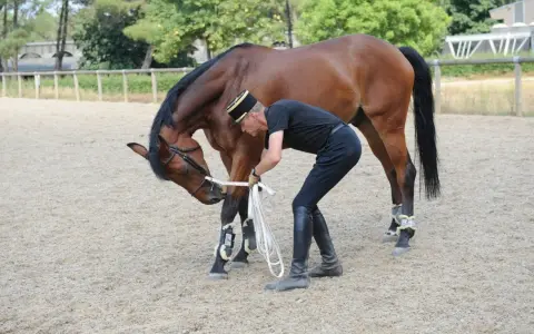 Un homme en tenue d'équitation ajuste les rênes d'un cheval bai, préparant son entraînement de chevaux de course.