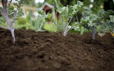 Små kålplantor växer i den mörka, kalkrika jorden. I bakgrunden syns ett rött hus och grönska.