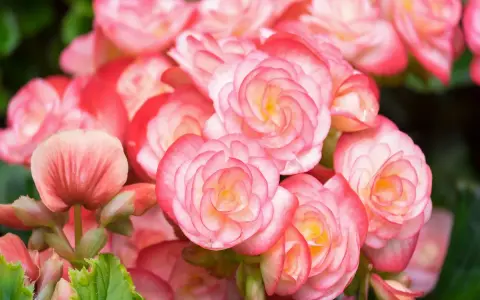 Kaskada różowych i łososiowych kwiatów begonia bulwiasta, z delikatnymi płatkami ułożonymi w spiralne wzory.