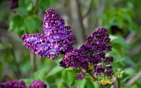 A vibrant lilac bush in fall, its deep purple blossoms a striking contrast against the soft green foliage.