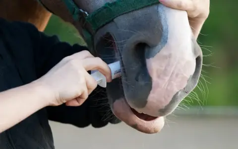 Une main administre un médicament à un cheval par la bouche. Le cheval porte un licol vert.