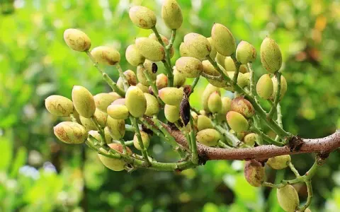 W jakim kraju rosną pistacje? Podróż śladami zielonych orzechów