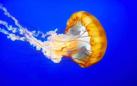 Medusa arancione con lunghi tentacoli fluttuanti su sfondo blu. Attenzione, la Pelagia noctiluca è pericolosa.