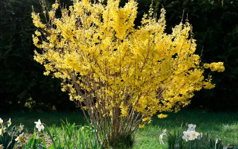 En frodig buske med lysande gula blommor, en tidig vårhälsning i trädgården.