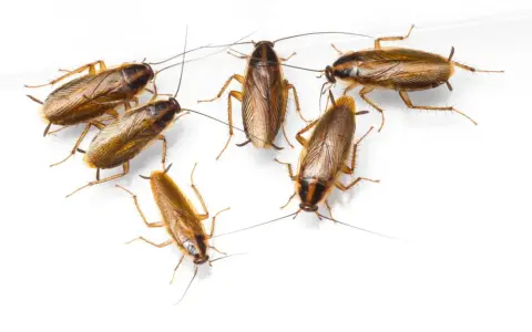 Grupo de cucaracha alemana cría, con sus antenas largas y cuerpos marrones, sobre fondo blanco.