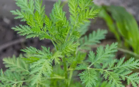 Grüne, gefiederte Blätter von Artemisia annua. Die Pflanze wird für ihre Wirkung auf die Psyche geschätzt.