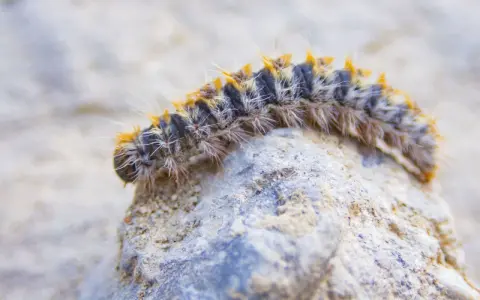 Un gusano procesionaria, con su cuerpo peludo y anaranjado, avanza sobre una roca.