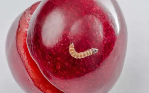 A tiny, segmented caterpillar, one of the cherry worms, crawls on a ripe, red cherry.