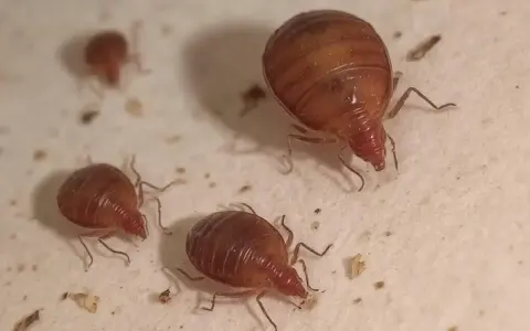 Kilka pluskiew na białej powierzchni. Zastanawiasz się, pluskwy skąd się biorą? Mogą przywędrować z podróży lub z używanych mebli.