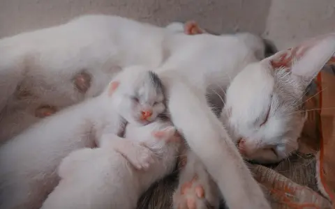 Śpiąca mama kotka z kilkoma maleńkimi, białymi kociętami. Widać, ile koty są w ciąży, gdy troskliwie otula swoje potomstwo.