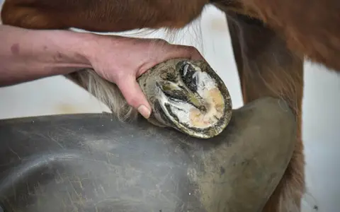 Main d'un maréchal-ferrant examinant un sabot de cheval, peut-être pour une crise de fourbure. Le sabot est sale et montre des signes d'inflammation.