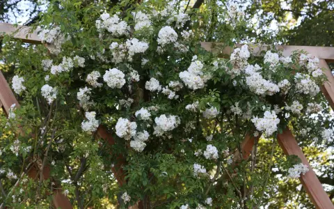 En rikligt blommande honungsros, Lykkefund, klättrar över en träpergola. De små vita blommorna bildar täta klasar mot det gröna lövverket.